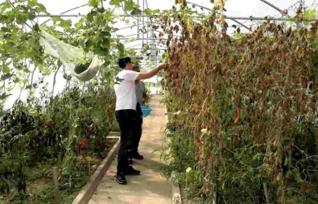 Yerel tohum üretimi devam ediyor...