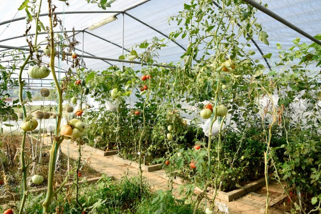 Yerel Tohum Projesinde Hasat Devam Ediyor